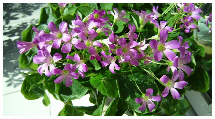 정 사랑주고『클릭』놀러오세요^^*