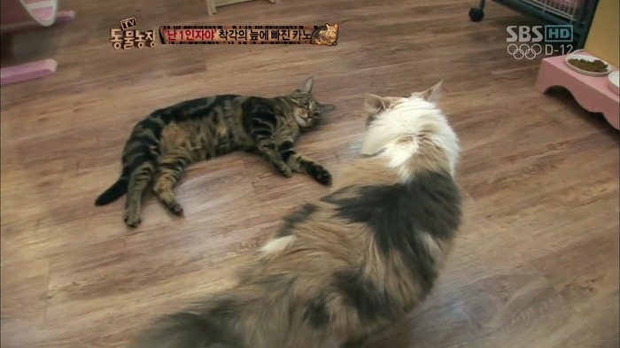 흥미로운 고양이들의 세계 | 인스티즈