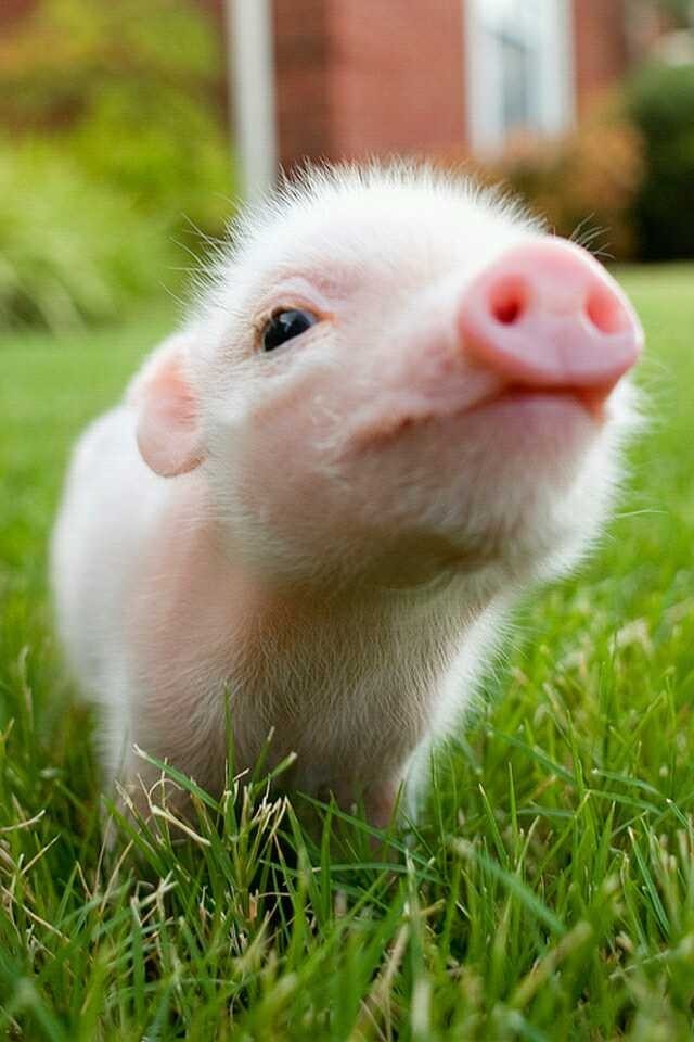 복도야지 이미지
