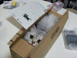 쉽게 이해하는 고양이에 관한 이야기 2 | 인스티즈