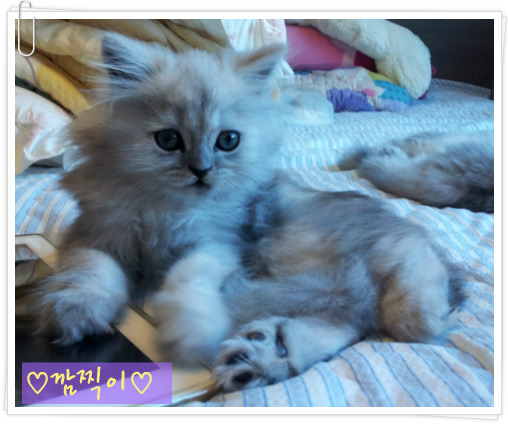페르시안 이미지