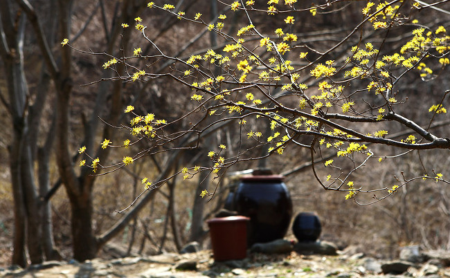 산유화 이미지