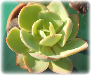 프리데 이미지