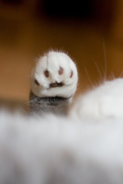 고양이 덕후들만... | 인스티즈