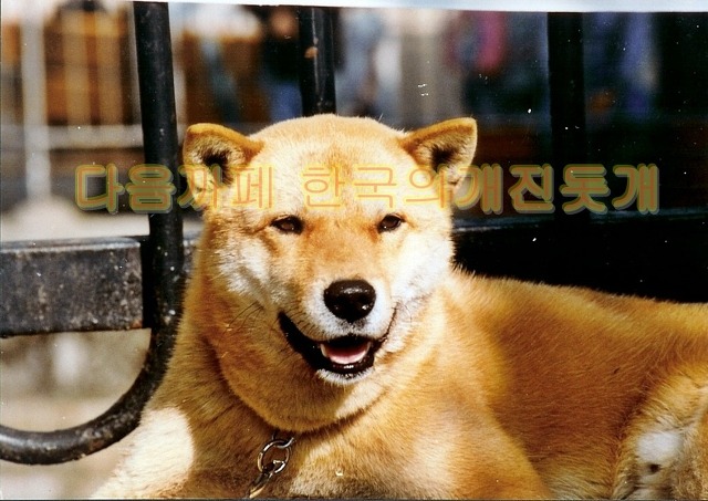 맹호 이미지