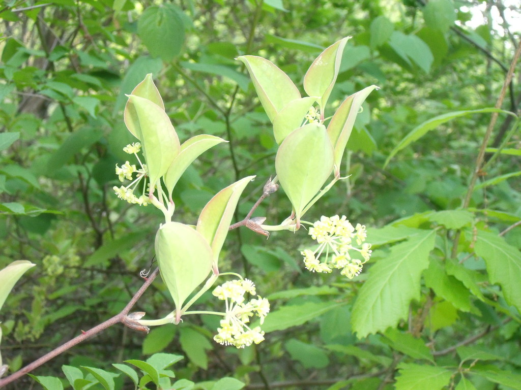 상록수(Evergreen) 이미지