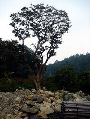 다모아조경 이미지