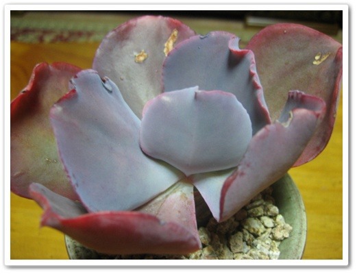 퍼플로즈 이미지