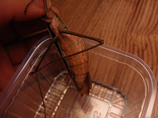 연가시 얼굴확대外 | 인스티즈