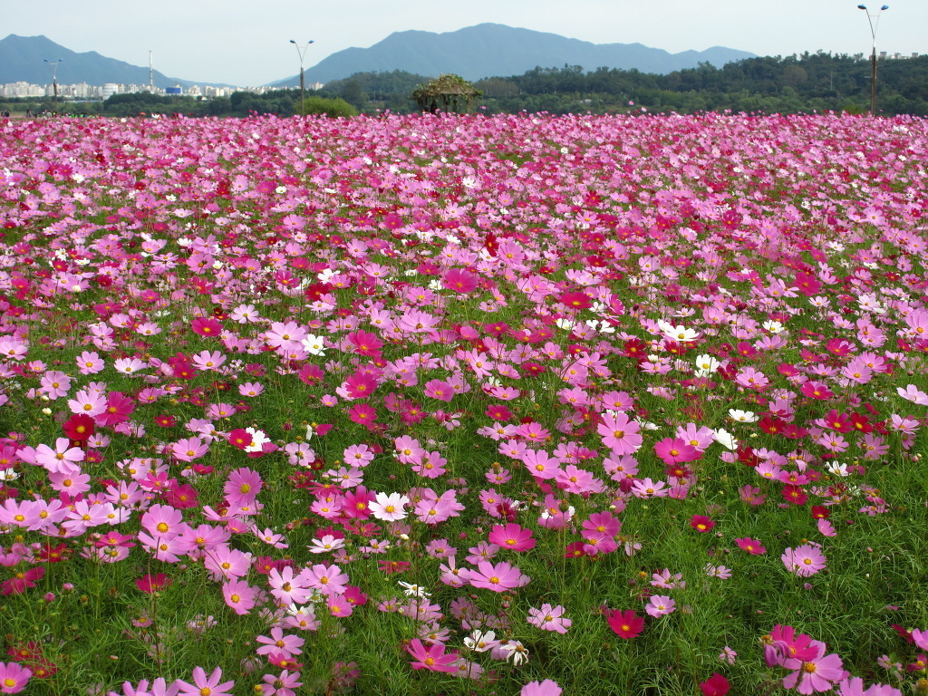 돼지방 이미지