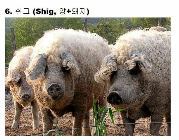 교배성공한 희귀동물들 | 인스티즈