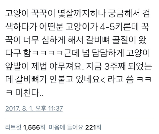 고양이 꾹꾹이 몇살까지 하나요? | 인스티즈