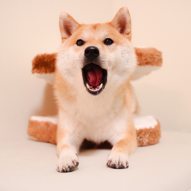 식빵과 시바견 | 인스티즈