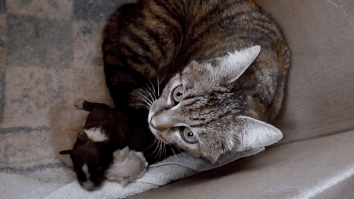 갓 태어난 강아지를 본 고양이.gif | 인스티즈
