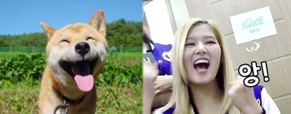 트와이스 시바 | 인스티즈