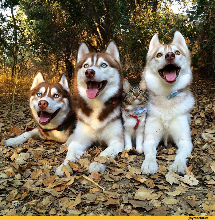 허스키와 고양이.jpg | 인스티즈