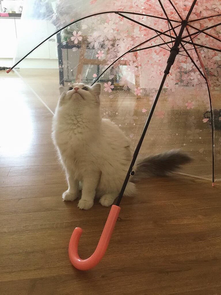 포동포동 이미지