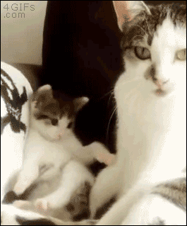 엄마 따라하는 냥이 .GIF | 인스티즈