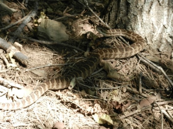 한국에서 제일 독성이 강한 뱀.jpg | 인스티즈