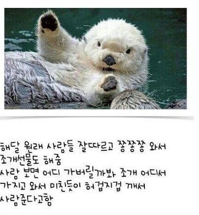 수달의 귀여움.jpg | 인스티즈