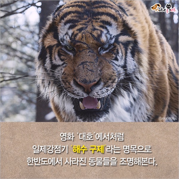  일제강점기 한반도에 사라진 동물들 | 인스티즈