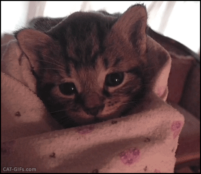 딸국질하는 아기냥이 | 인스티즈