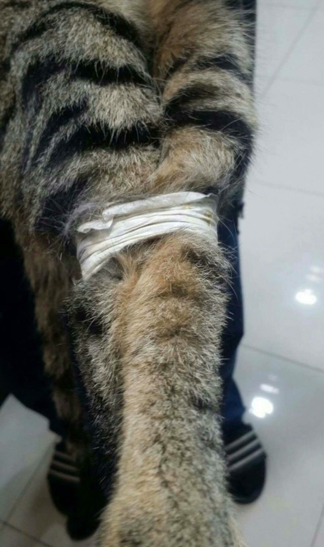 고양이를 학대 후 양발을 묶어 쓰레기봉투에 산채로 버림 (천안시 성정동) | 인스티즈