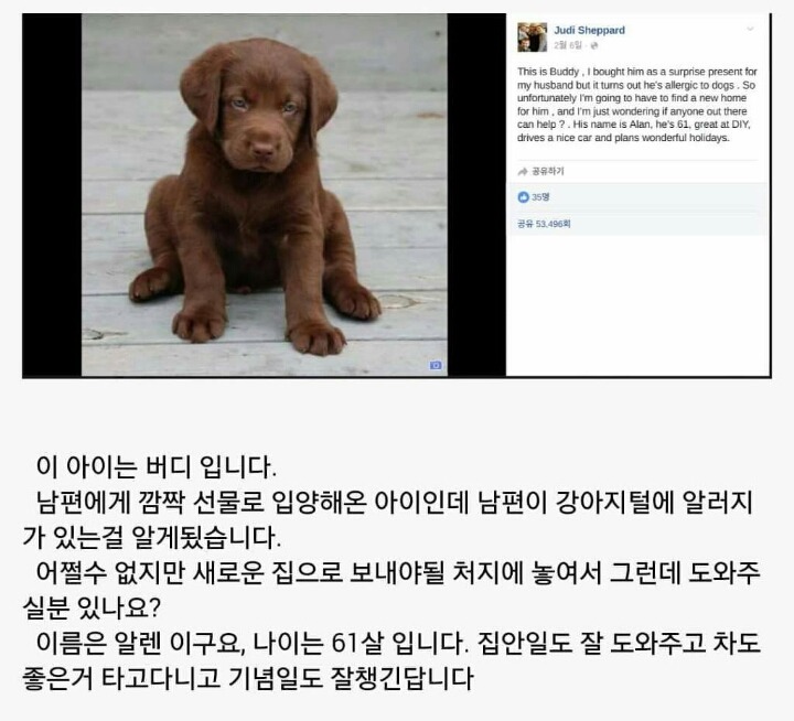 강아지털 알러지가 있어서 입양보냅니다.jpg | 인스티즈