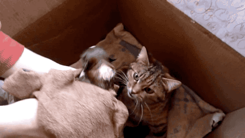 갓 태어난 댕댕이를 대하는 냥이의 태도.gif | 인스티즈
