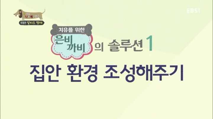 공격적인 반려견이 되는 이유 2부.jp | 인스티즈