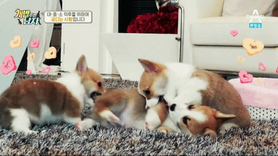 짧은 다리가 매력적인 웰시코기.gif | 인스티즈