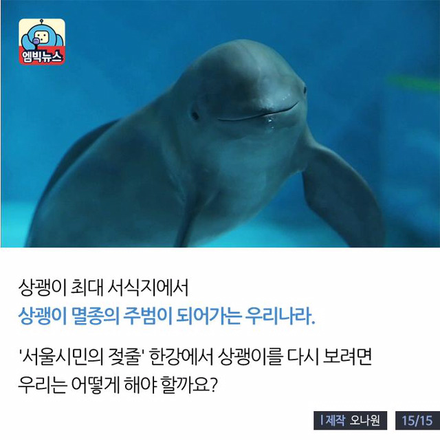 한강에 돌고래가 산다? | 인스티즈