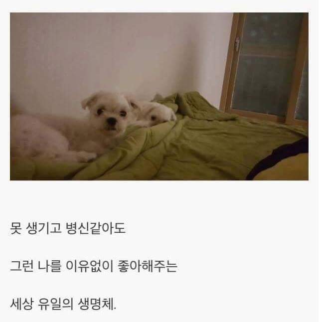 강아지를 키우면 생기는일.jpg | 인스티즈