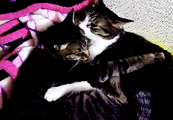 고양이 커플.gif | 인스티즈
