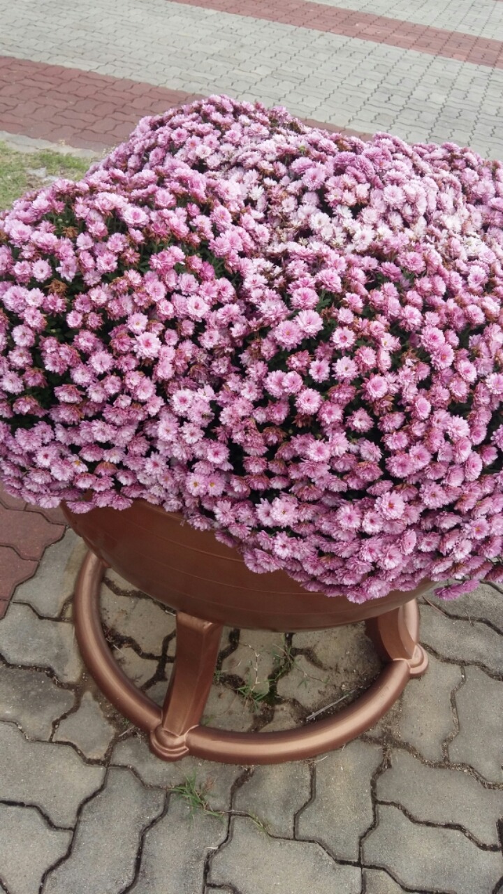 국화통신 이미지