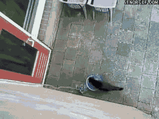고양이 엘리베이터.gif | 인스티즈