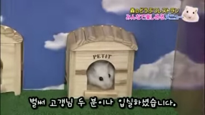 일본의 흔한 햄스터 레스토랑 (아파트 뿌심 주의) | 인스티즈