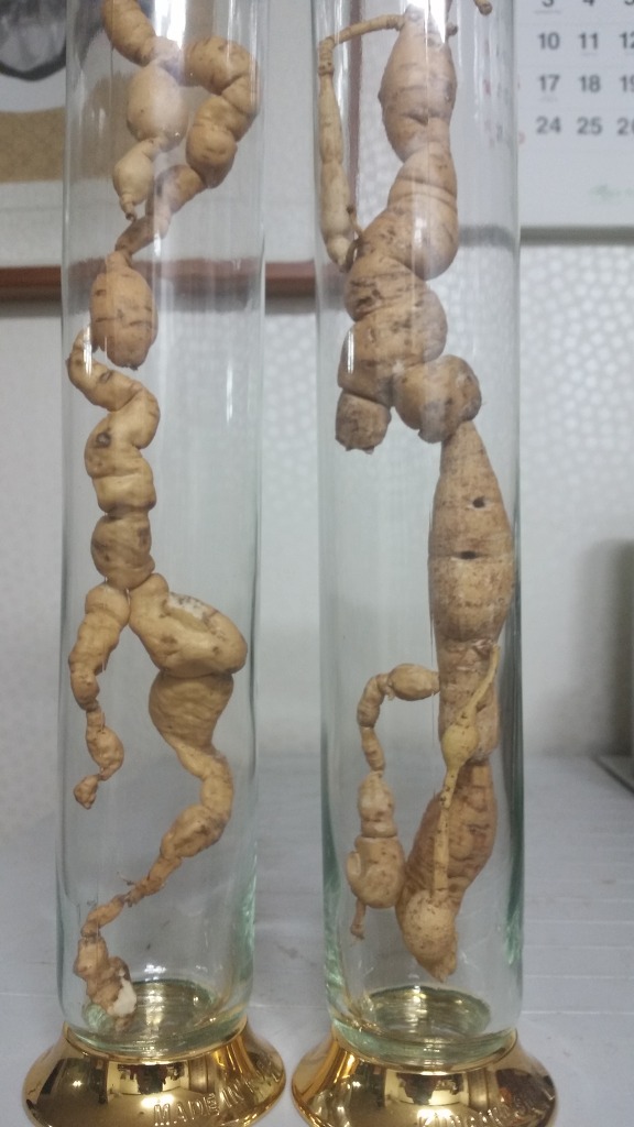 산삼애 이미지