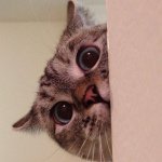 인스타 최고의 귀염둥이 냥냥이 nala | 인스티즈