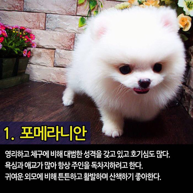 실내에서 키우기 좋은 반려견 TOP7 | 인스티즈
