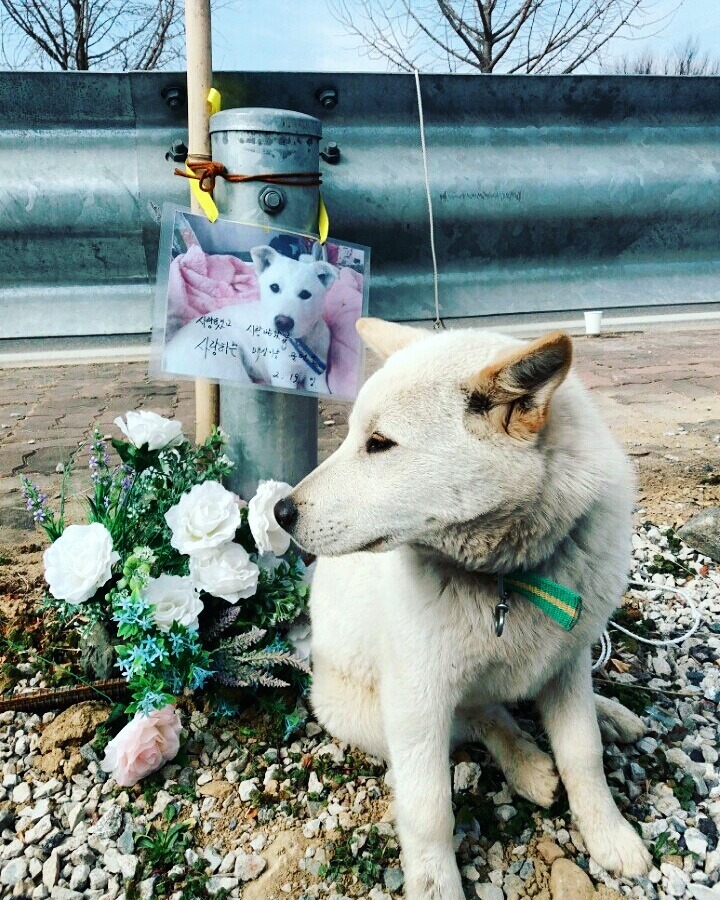 잔인하게 개소주가 되어 돌아온 우리 매실이를 어제 보내주었습니다. 다시는 반복돼서는 안됩니다 | 인스티즈