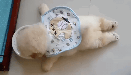 [강아지] 애기 강아지 맘마 먹는 모습.gif | 인스티즈
