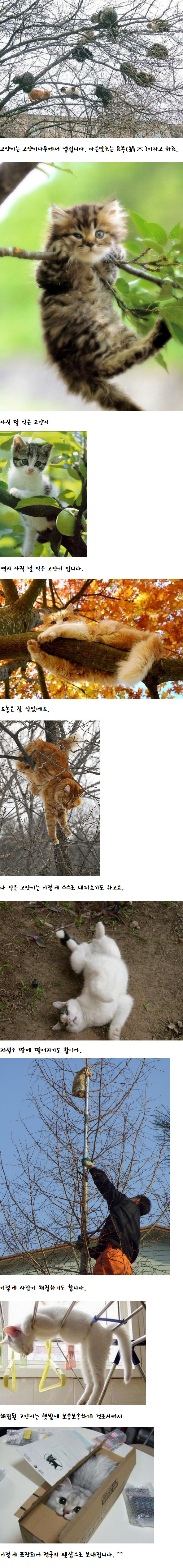 사람들이 잘 모르는 고양이 유통과정 | 인스티즈
