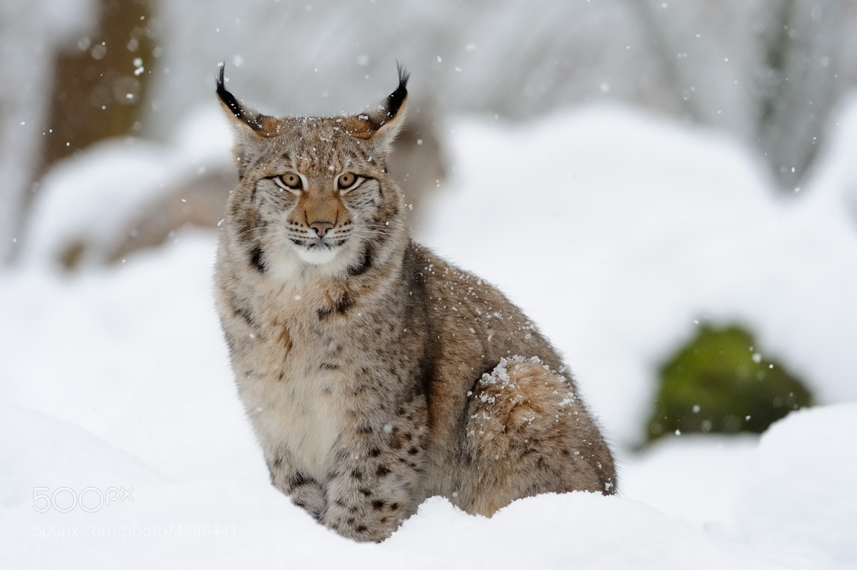 내가 가장 좋아하는 고양이과 맹수는?? | 인스티즈