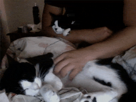 고양이 좋아하는 남자 좋아해요? | 인스티즈