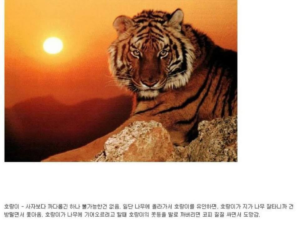 동물이랑 1대1로 싸워서 이기는 방법 개꿀팁. jpg | 인스티즈