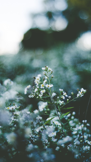 나비처럼 날아가다 사라져도 좋을 만큼 살고 싶다 | 인스티즈