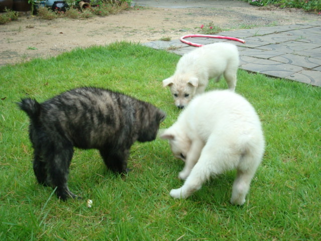 재수없게생겼다고 일본이 대량 학살한 우리나라 토종개 동경이(댕견) | 인스티즈