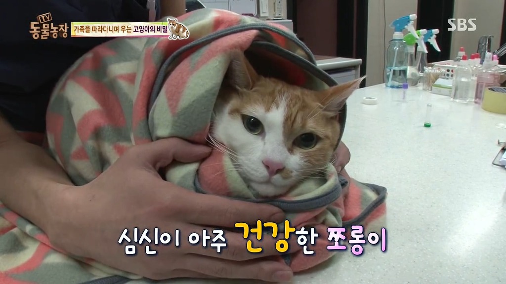 [동물농장] 존트 할말 다 하고 사는 수다쟁이 고양이 쪼롱이ㅋㅋㅋㅋ.jpg | 인스티즈