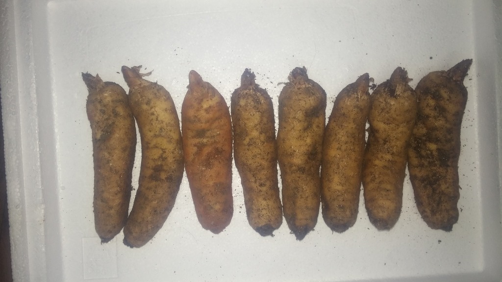 천마통신 이미지